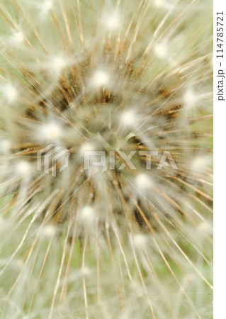 わたぼうしの奥 114785721