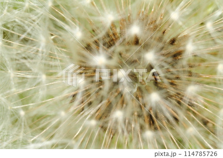 わたぼうしの奥 わたぼうしの奥 114785726