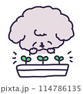 プランターの発芽した双葉とかわいいトイプードルの子犬のイラスト 114786135