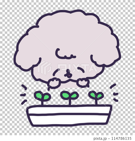 Illustration of sprouted two leaves in a planter and a cute toy poodle puppy 114786135
