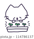 プランターの発芽した双葉とかわいい白い色の子猫のイラスト 114786137
