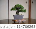 盆栽（松） 114786268