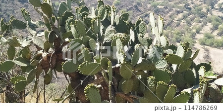 晴天のメキシコの山で群生する生命力あるウチワサボテン 114786269