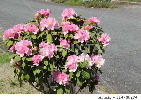 シャクナゲ 114786274