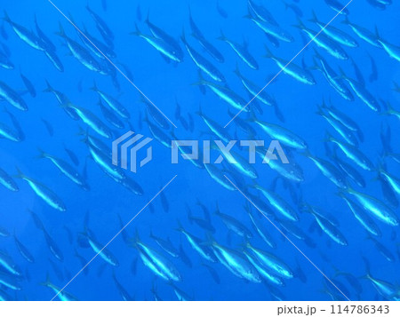 タカベ タカベ 114786343