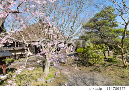 みやぎの明治村　春の登米町武家屋敷 114786375