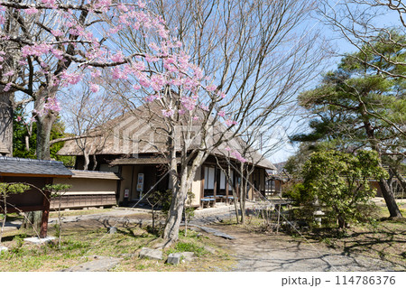 みやぎの明治村 春の登米町武家屋敷 みやぎの明治村 春の登米町武家屋敷 114786376
