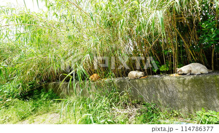 餌を食べる三匹の野良猫 餌を食べる三匹の野良猫 114786377