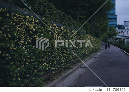 バラ　大阪　中之島公園　中之島バラ園　花の写真　曇りの日のバラ 114786561
