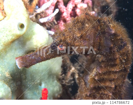 オオウミウマ オオウミウマ 114786672