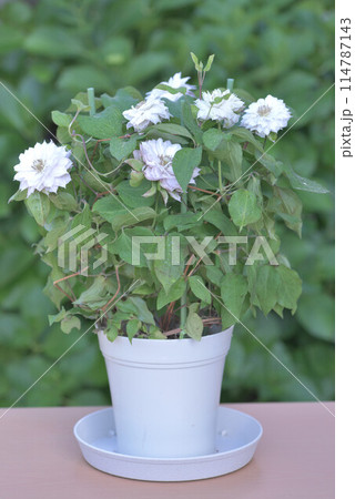 蔓性植物の女王、クレマチス 蔓性植物の女王、クレマチス 114787143