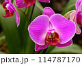 "The Exotic Charm of Orchids: From the Tropical Forest to Your Garden" 114787170
