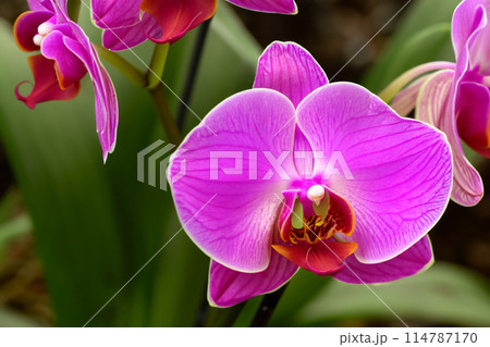 "The Exotic Charm of Orchids: From the Tropical Forest to Your Garden" 114787170