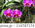 "The Exotic Charm of Orchids: From the Tropical Forest to Your Garden" 114787174