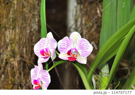 "The Exotic Charm of Orchids: From the Tropical Forest to Your Garden" 114787177