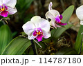 "The Exotic Charm of Orchids: From the Tropical Forest to Your Garden" 114787180