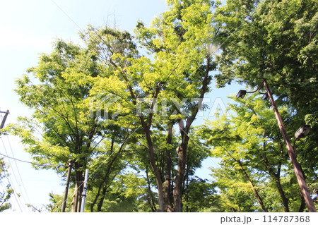 大蔵運動場を歩いた 114787368