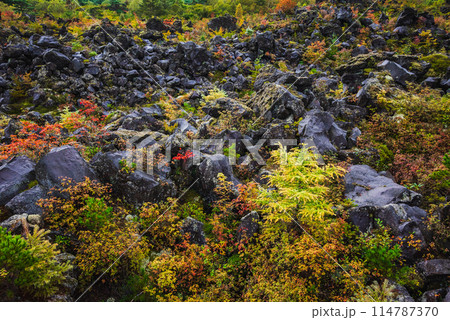 溶岩群と黄葉【鬼押出し園】 溶岩群と黄葉【鬼押出し園】 114787370