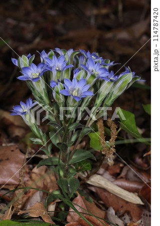 自然　植物　フデリンドウ、春から初夏に明るい林や草原で見られる美しい花。草丈は五～十センチほど 114787420