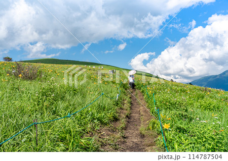 長野県茅野市　夏の車山高原の黄色いニッコウキスゲの花と散策路を歩く人 114787504