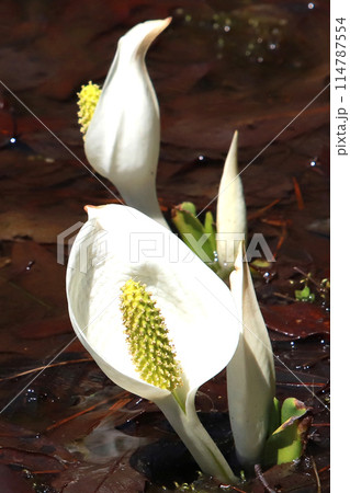 水芭蕉、 水芭蕉、 114787554