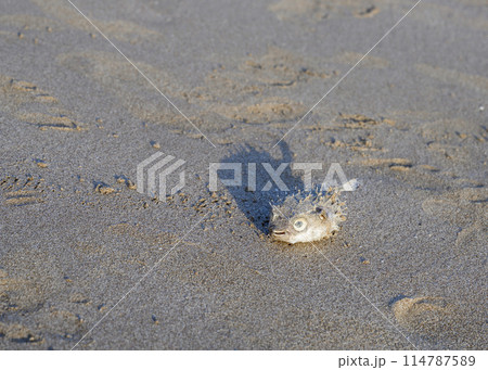 The remains of a hedgehog fish washed up on a sandy beach at sunset on the Arabian Peninsula 114787589