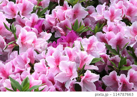 さつき満開 114787663