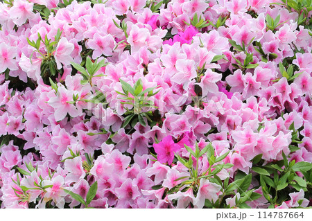 さつき満開 114787664