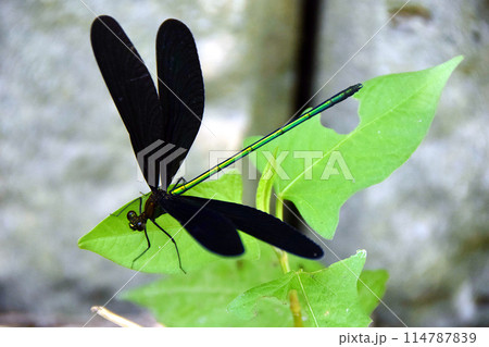 水辺で羽を休めるハグロトンボ 水辺で羽を休めるハグロトンボ 114787839