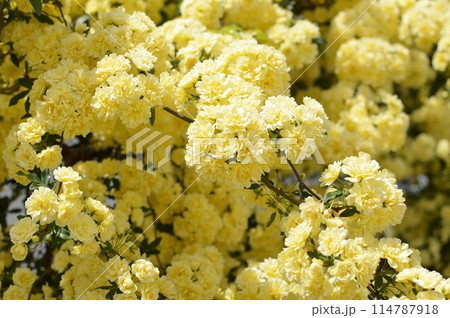 満開の黄色いモッコウバラの花 満開の黄色いモッコウバラの花 114787918