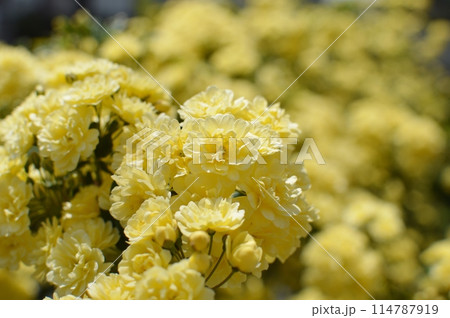 満開の黄色いモッコウバラの花 満開の黄色いモッコウバラの花 114787919