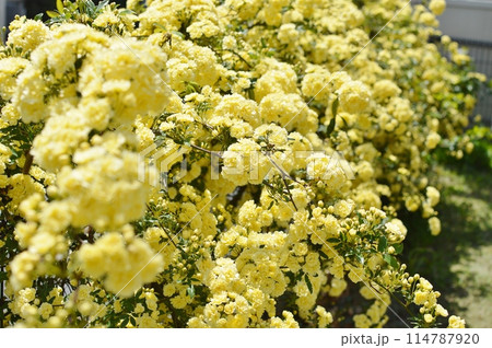 満開の黄色いモッコウバラの花　 114787920
