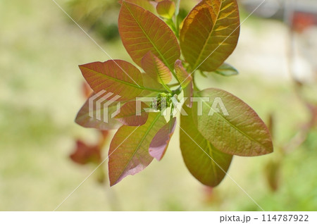 スモークツリーの蕾　 114787922