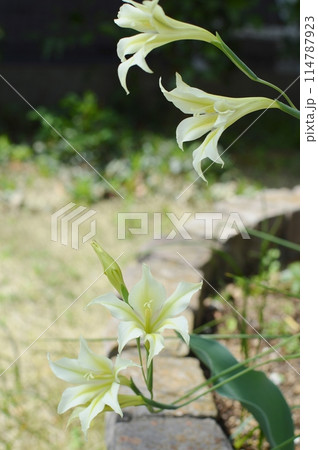 クリーム色の春咲きグラジオラス クリーム色の春咲きグラジオラス 114787923