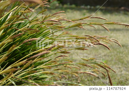 ベアグラスの花穂　 114787924