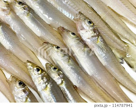 砂浜の女王と呼ばれる魚 新鮮な鱚 砂浜の女王と呼ばれる魚 新鮮な鱚 114787941
