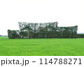 稲作に映える築地松は島根県出雲平野の伝統文化 114788271
