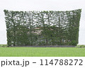 稲作に映える築地松は島根県出雲平野の伝統文化 114788272