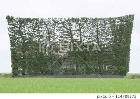 稲作に映える築地松は島根県出雲平野の伝統文化 稲作に映える築地松は島根県出雲平野の伝統文化 114788272