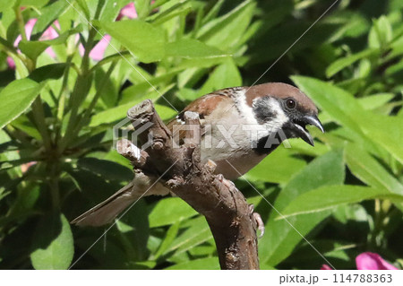 すずめ生態 114788363