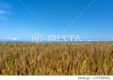 湖南地方の五月の麦畑の情景 114788402