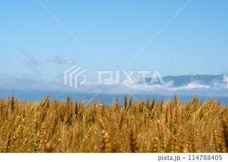 湖南地方の五月の麦畑の情景 114788405
