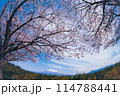 富士山と桜 114788441