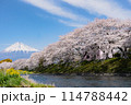 富士山と桜 114788442