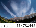 富士山と桜 114788448