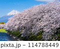富士山と桜 114788449