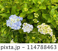 紫陽花と葉 114788463