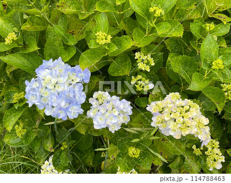 紫陽花と葉 114788463