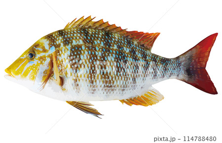 体色のくっきり美しい海水魚ハマフエフキのリアル調切り抜き白背景イラストレーション 114788480