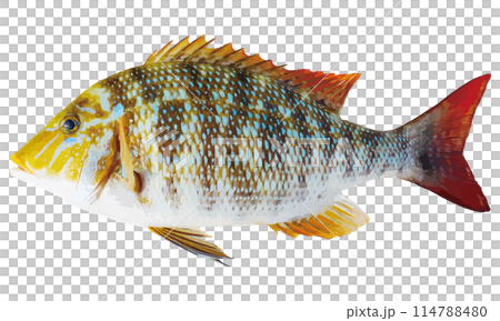 体色のくっきり美しい海水魚ハマフエフキのリアル調切り抜き白背景イラストレーション 114788480